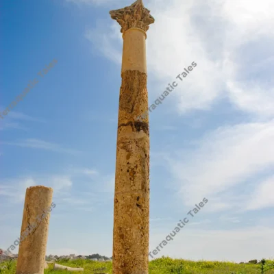 roman-column-grass-ruins-jerash