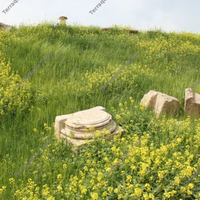 stone-fragments-meadow-jerash