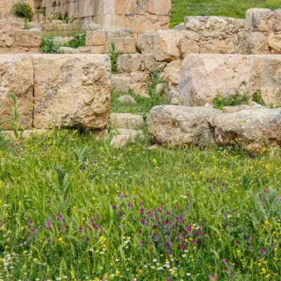 wildflowers-stone-blocks-jerash