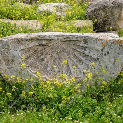 shell-motif-wildflowers-jerash