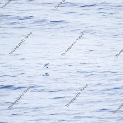 flying-fish-leaping-above-waves