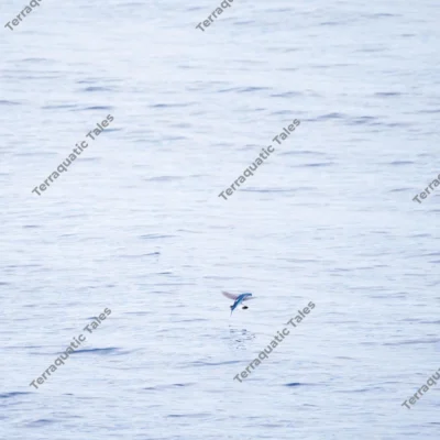 flying-fish-glides-ocean-waves