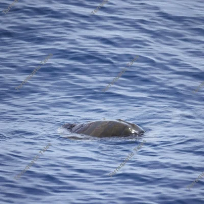 sea-turtle-surfacing-ocean