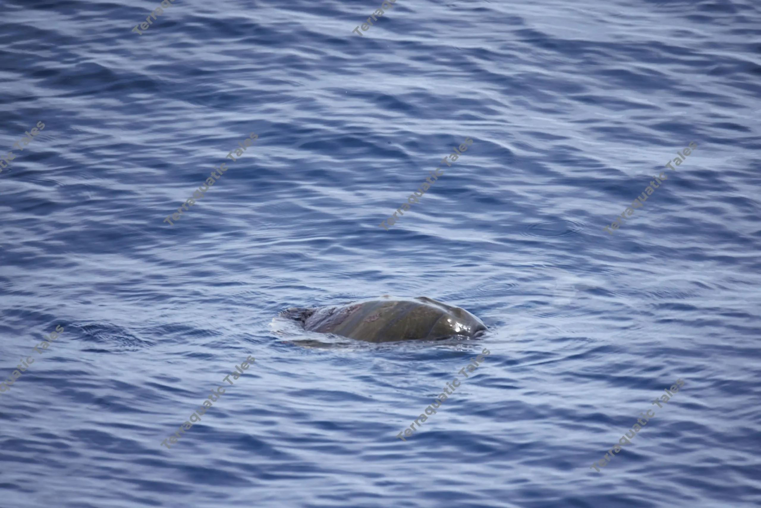 Sea turtle surfacing in deep blue ocean water in the Andaman Islands.