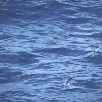 flying-fishes-above-waves