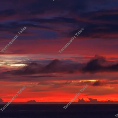 red-purple-tropical-sunset