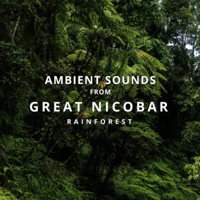 sounds-great-nicobar-rainforest