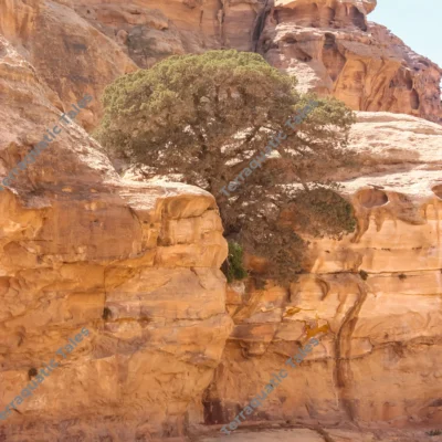 desert-tree-growing-sandstone-cliffs