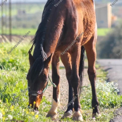 horse-grazing-grassy-roadside-jordan