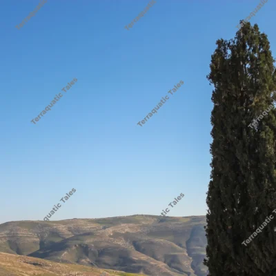 cypress-tree-desert-hills