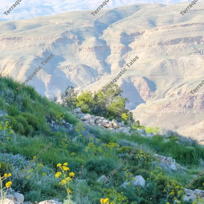 wildflowers-hillside-gorges-jordan