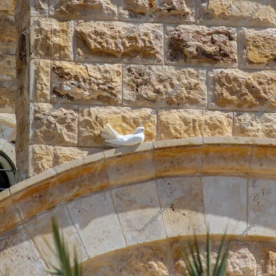 white-dove-perched-jordan