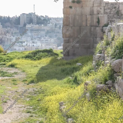 amman-citadel-fortifications-wildflowers