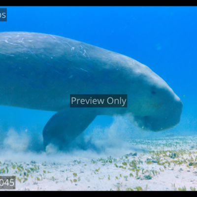dugong-grazing-seagrass-underwater