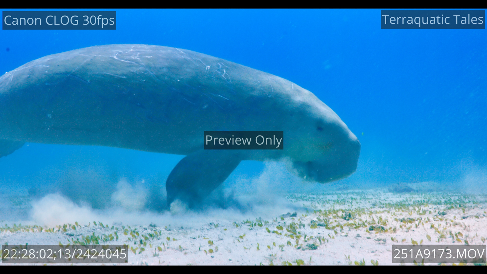 Wild dugong grazing on a seagrass seabed underwater in India.