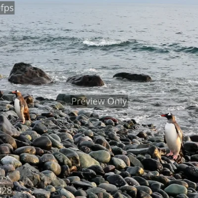 gentoo-penguins-colony-antarctic-coast