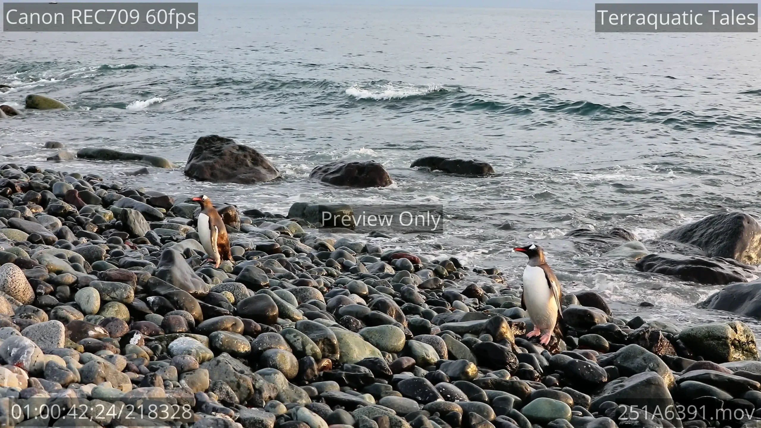 A colony of wild Gentoo penguins on a rocky Antarctic coast with icy waters and glaciers.