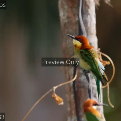 Chestnut-headed bee-eater bird puffing up its plumage while perched on a wire in India.