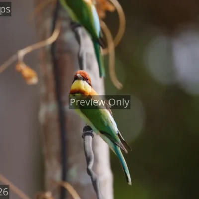 Chestnut-headed bee-eater bird perched on a wire looking around in India.