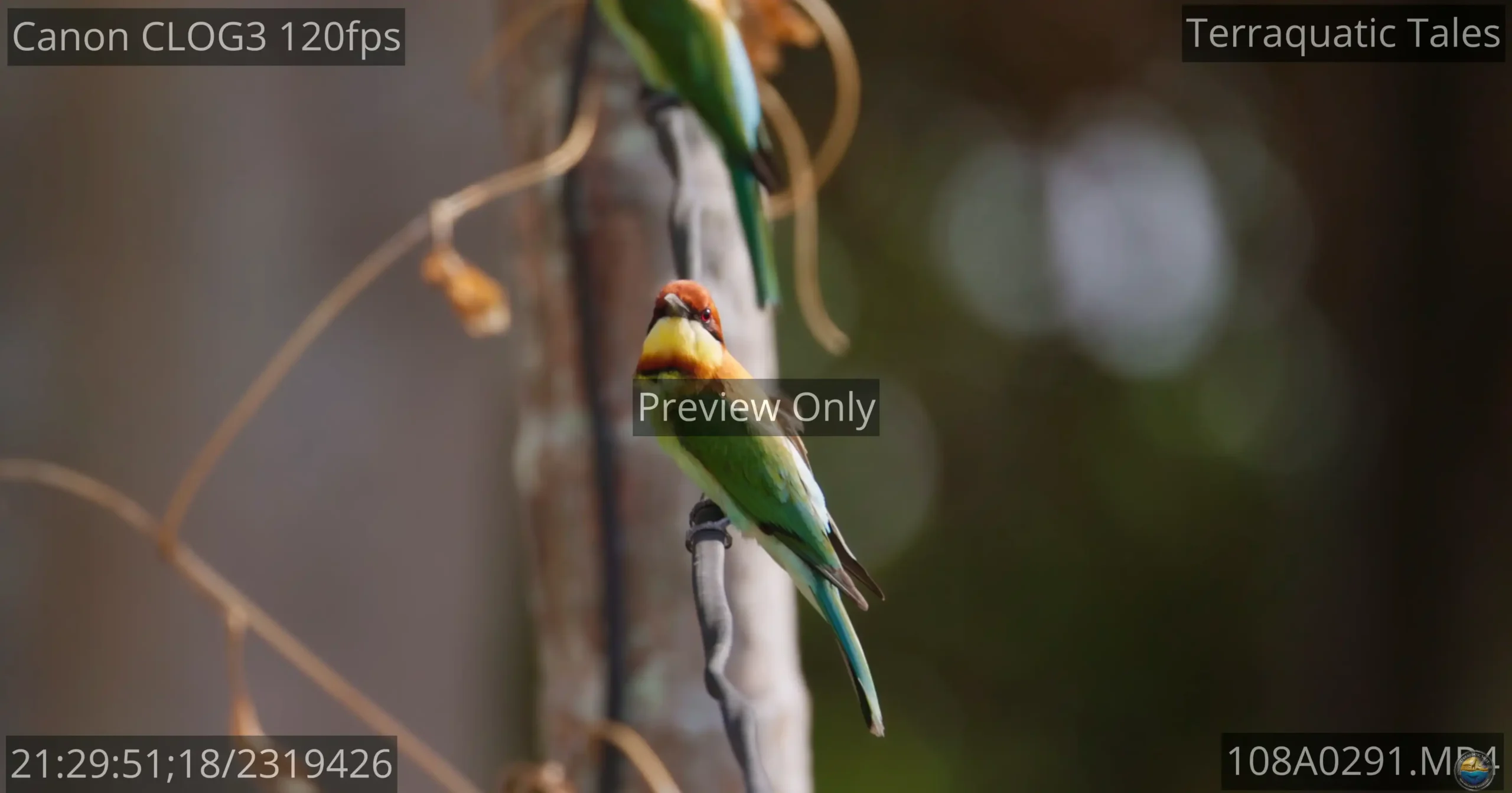 Chestnut-headed bee-eater bird perched on a wire looking around in India.