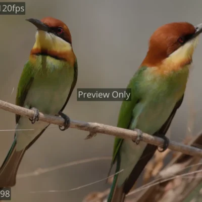 Two vibrant chestnut-headed bee-eaters perched together on a branch