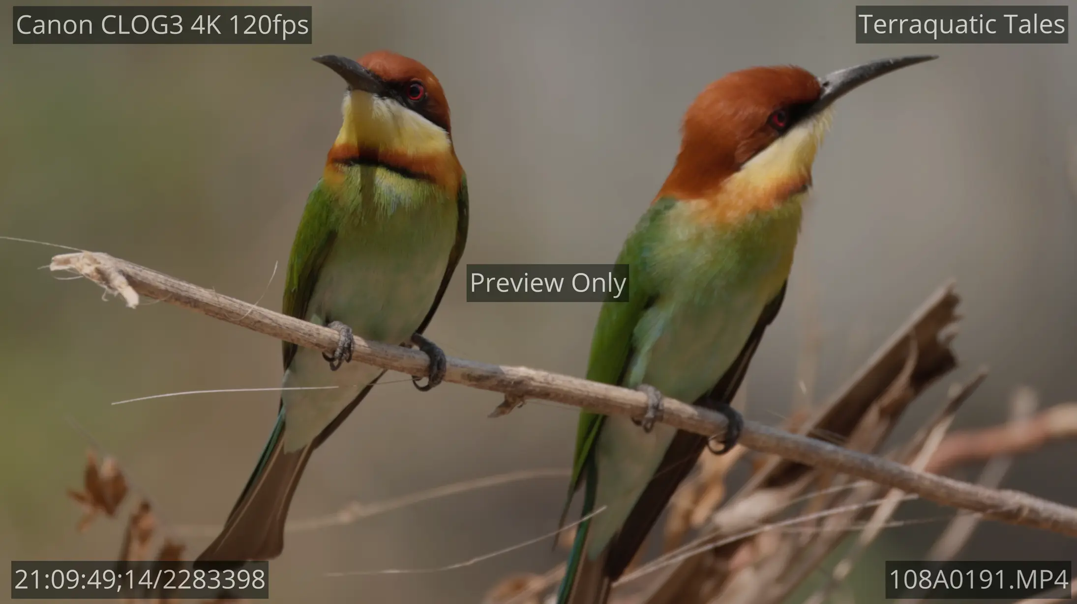 Two vibrant chestnut-headed bee-eaters perched together on a branch