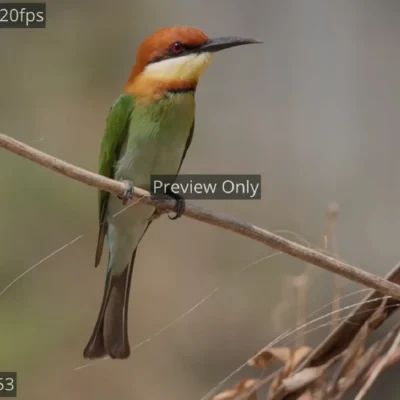 A vibrant chestnut-headed bee-eater perched elegantly on a rustic wooden branch