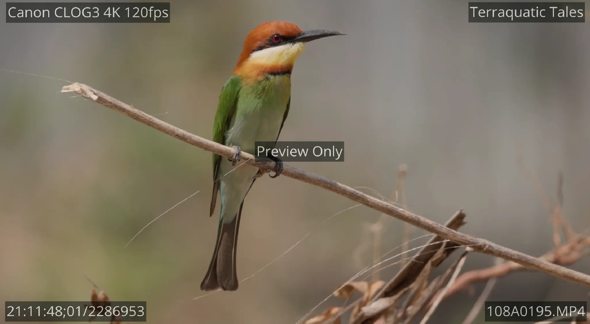 A vibrant chestnut-headed bee-eater perched elegantly on a rustic wooden branch