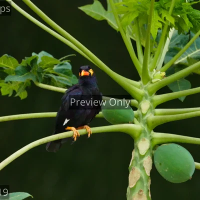 Common hill myna bird preening on a papaya tree branch in India.