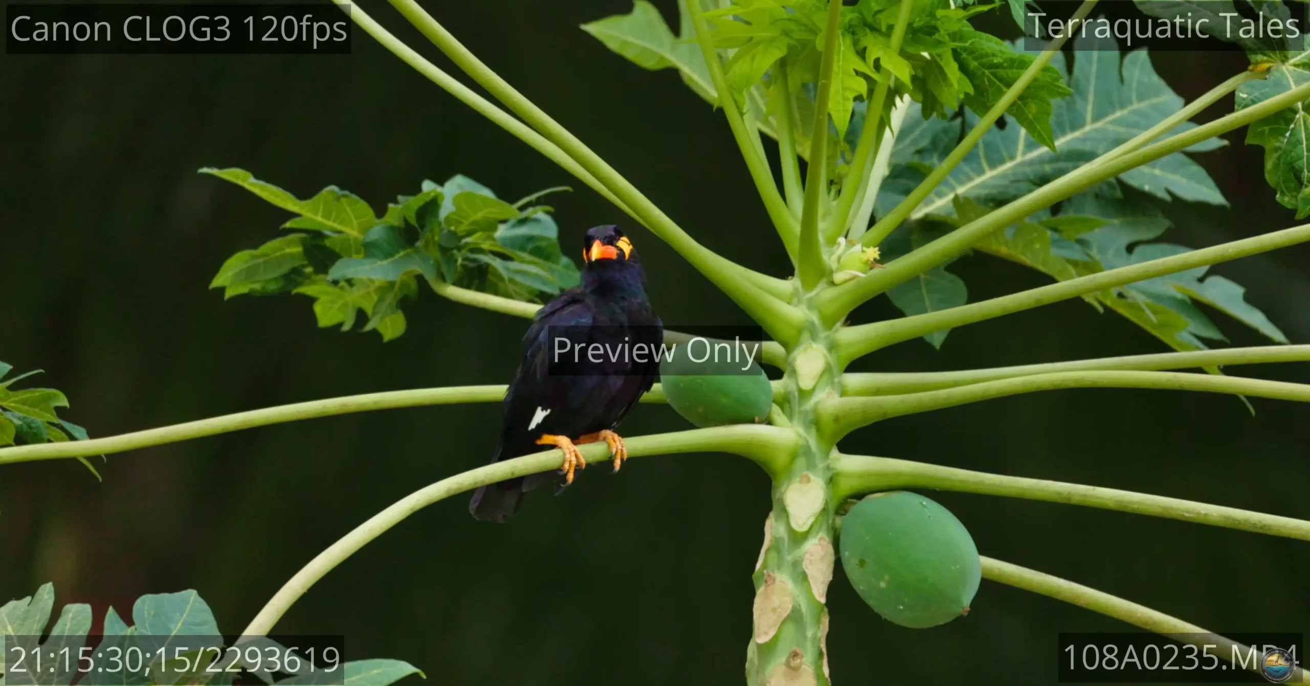Common hill myna bird preening on a papaya tree branch in India.