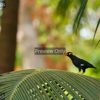 Common hill myna bird walking and inspecting surroundings on a coconut branch in India.