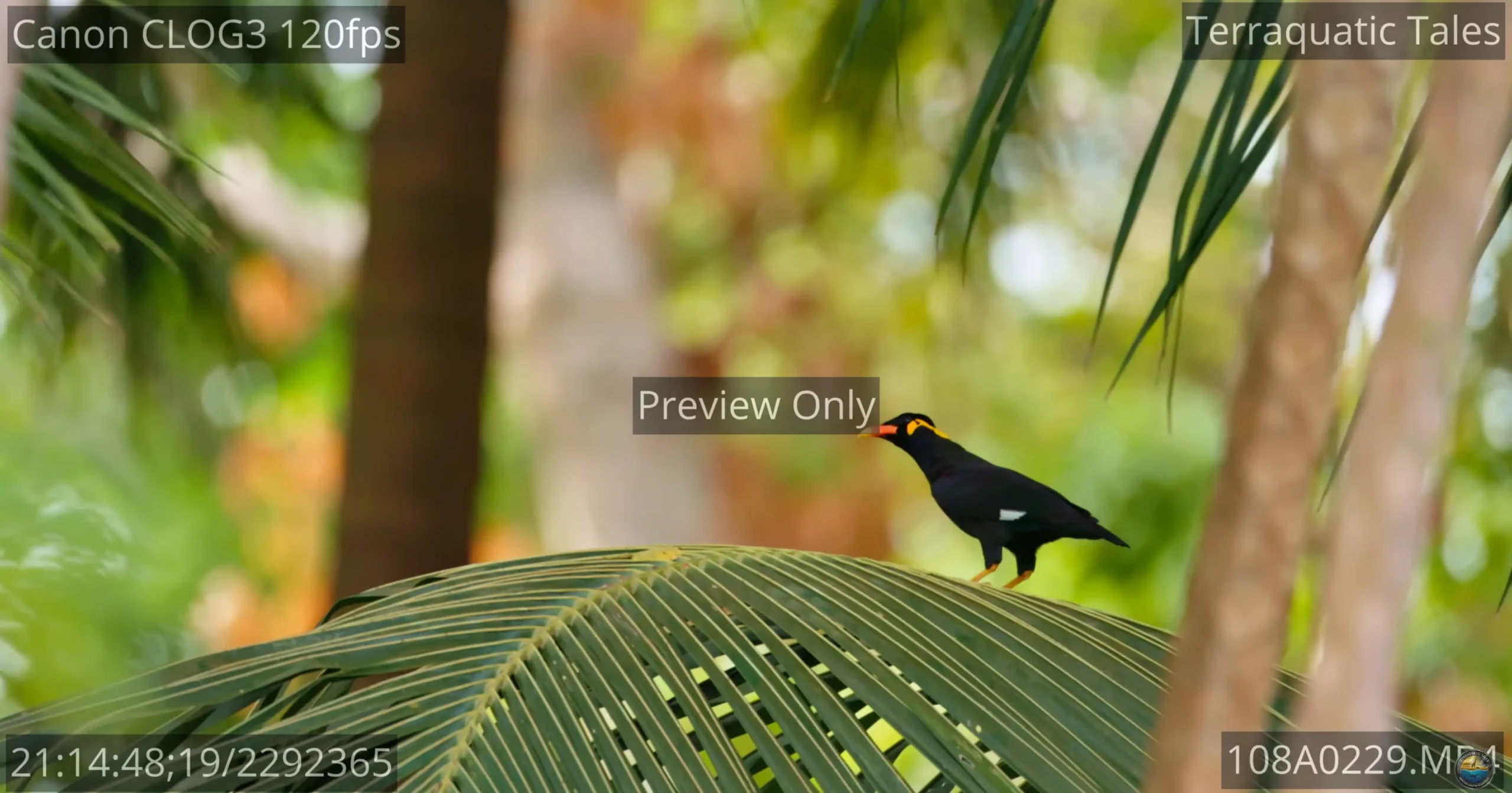 Common hill myna bird walking and inspecting surroundings on a coconut branch in India.