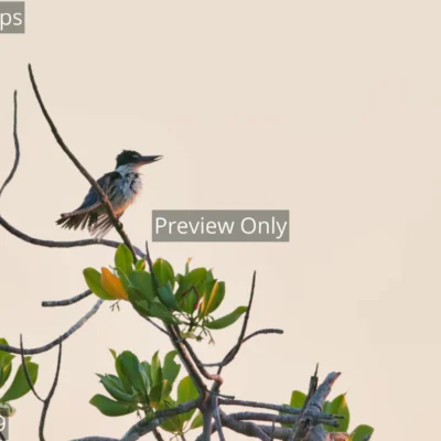White-collared kingfisher preening its feathers on a mangrove branch at dusk in India.