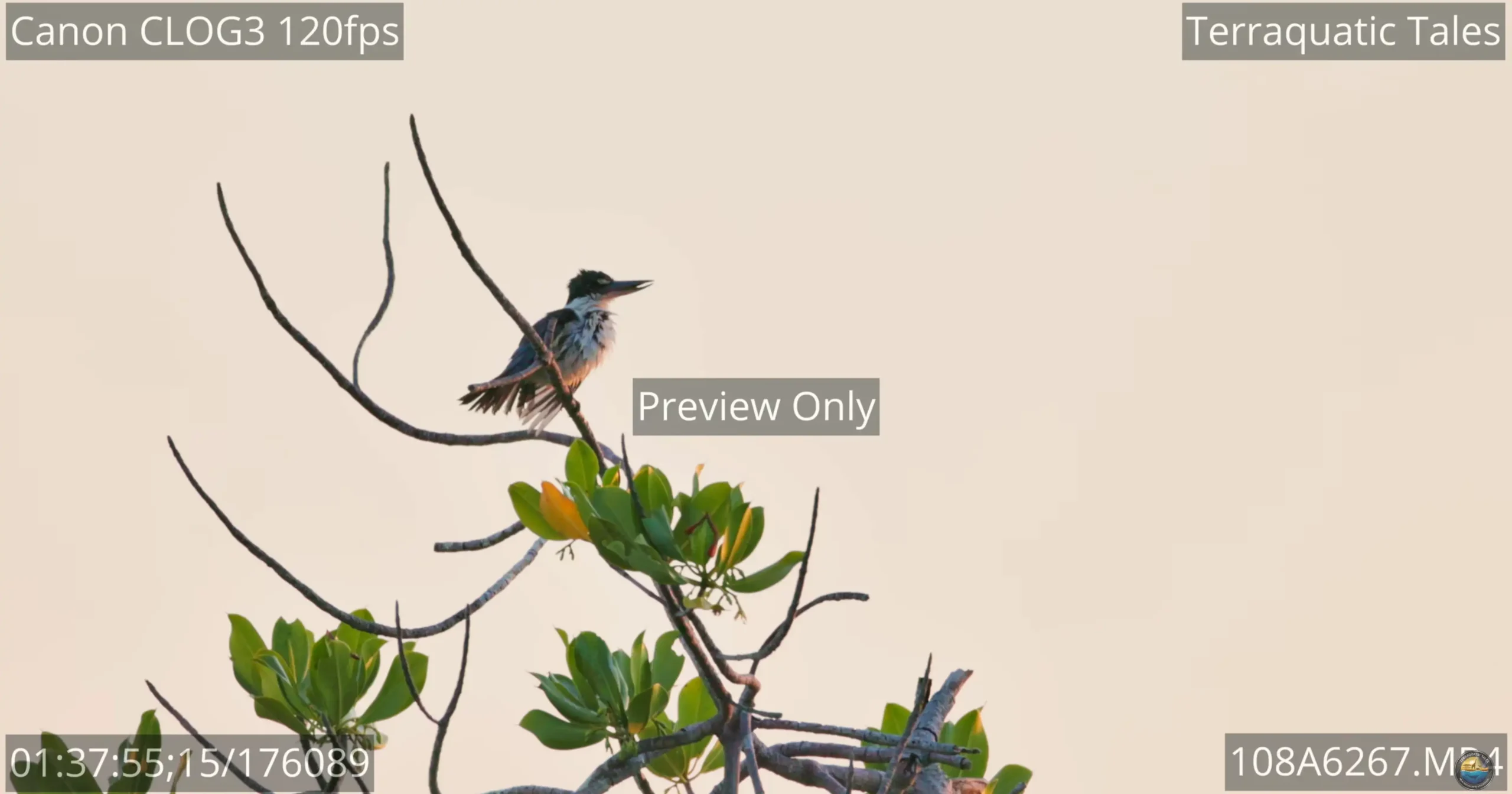 White-collared kingfisher preening its feathers on a mangrove branch at dusk in India.