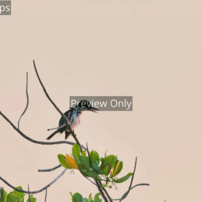 White-collared kingfisher preening its feathers on a mangrove branch at dusk in India.