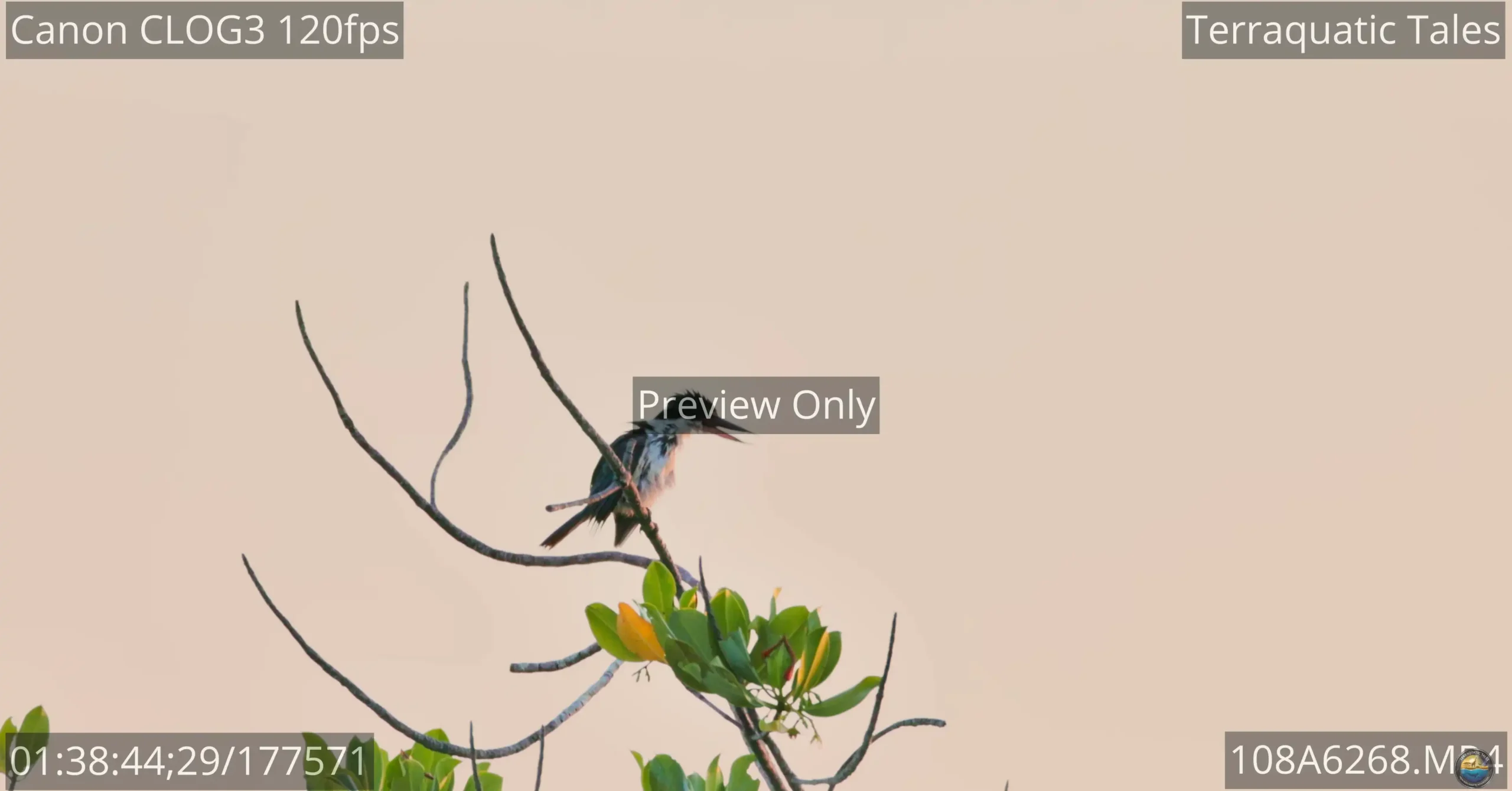 White-collared kingfisher preening its feathers on a mangrove branch at dusk in India.