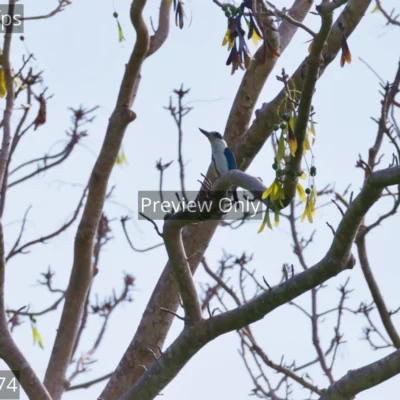 White-collared kingfisher perched on a helicopter tree branch against a bright sky in India.