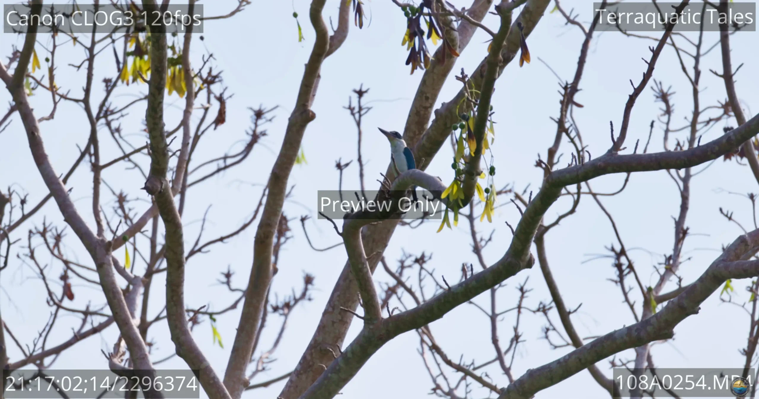 White-collared kingfisher perched on a helicopter tree branch against a bright sky in India.