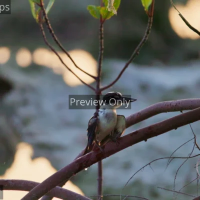 Wild white-collared kingfisher shaking water off its wet feathers on a branch at dusk in India.