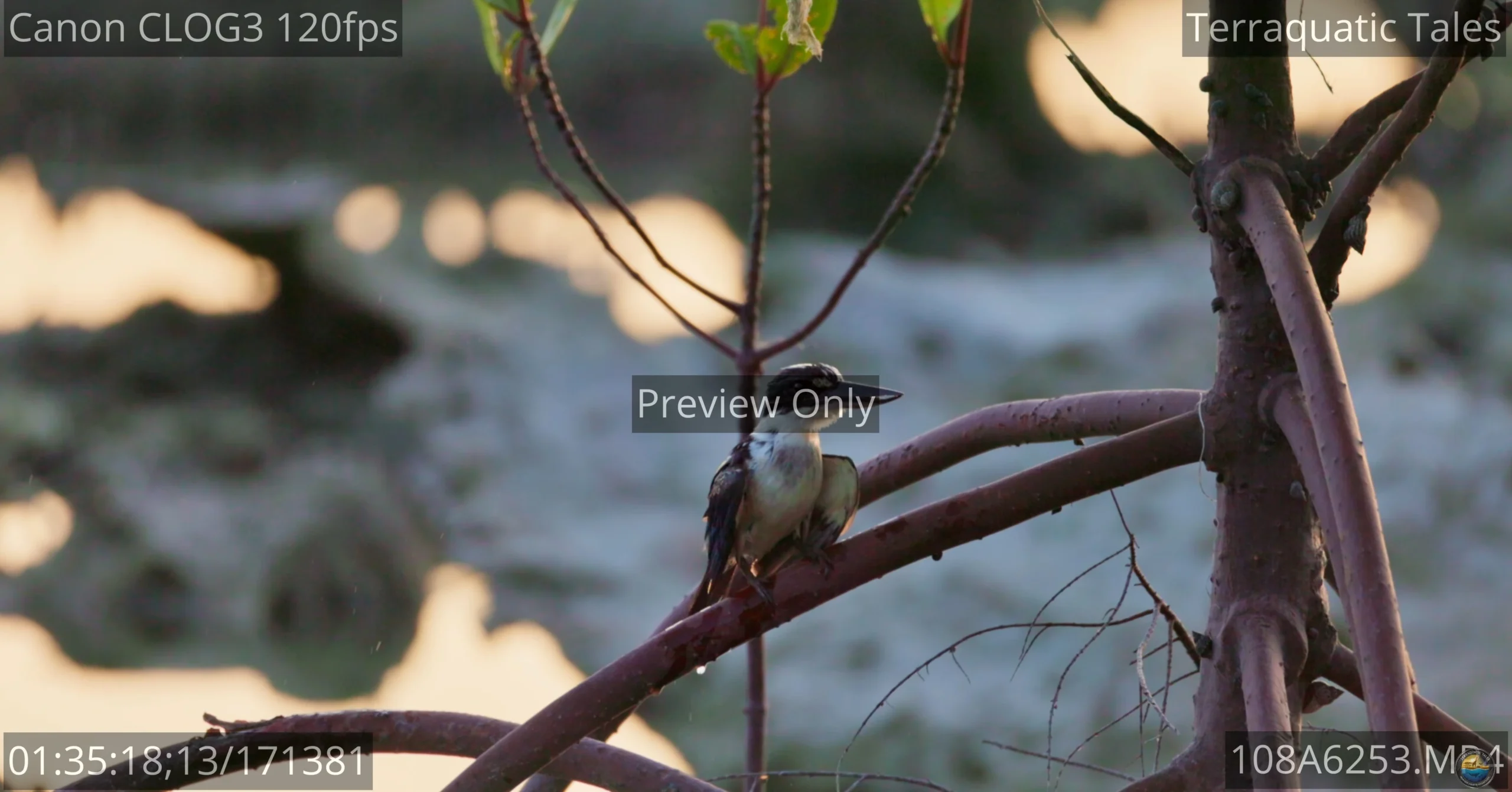 Wild white-collared kingfisher shaking water off its wet feathers on a branch at dusk in India.