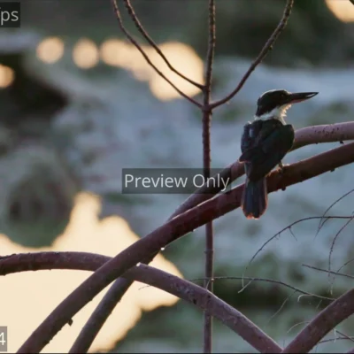 A white-collared kingfisher perches on a mangrove root after a dip, shaking water off its head at dusk in India.