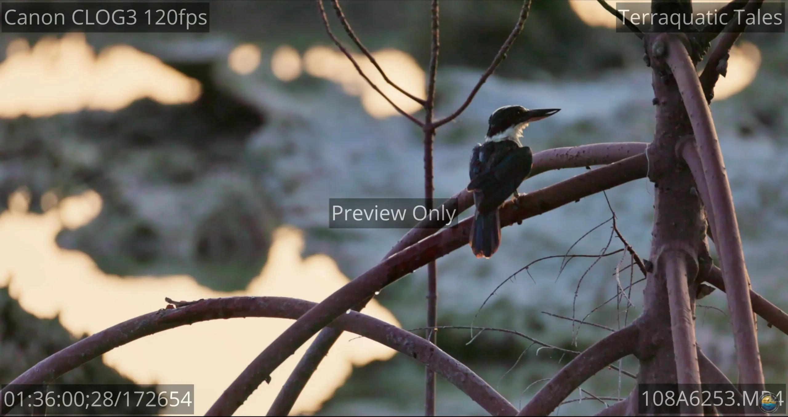 A white-collared kingfisher perches on a mangrove root after a dip, shaking water off its head at dusk in India.