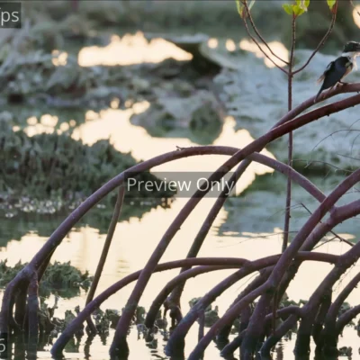 White-collared kingfisher shaking water off its head and feathers on a mangrove root at dusk in India.