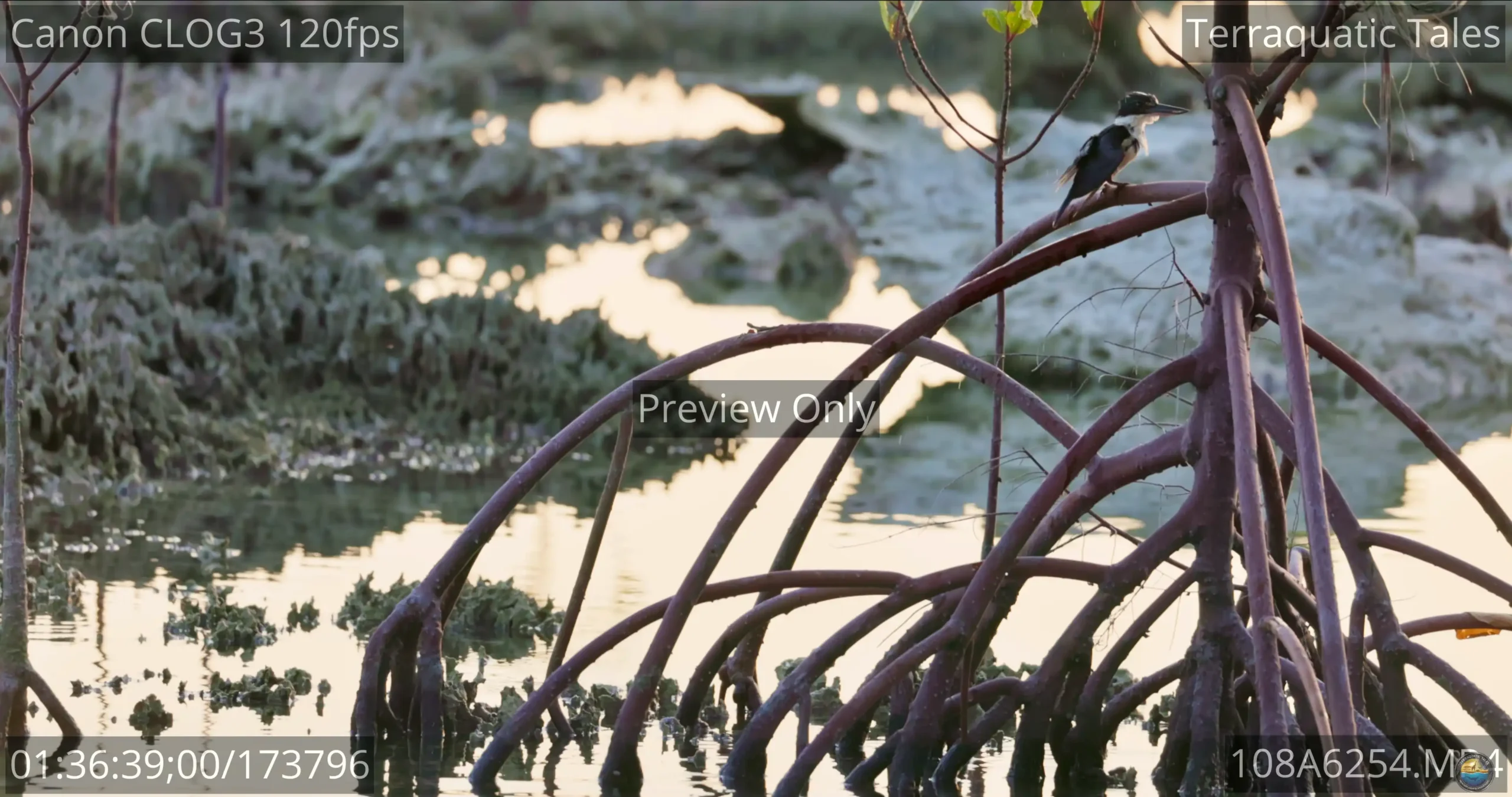 White-collared kingfisher shaking water off its head and feathers on a mangrove root at dusk in India.