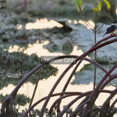 White-collared kingfisher shaking water off its head on a mangrove root at dusk in India.
