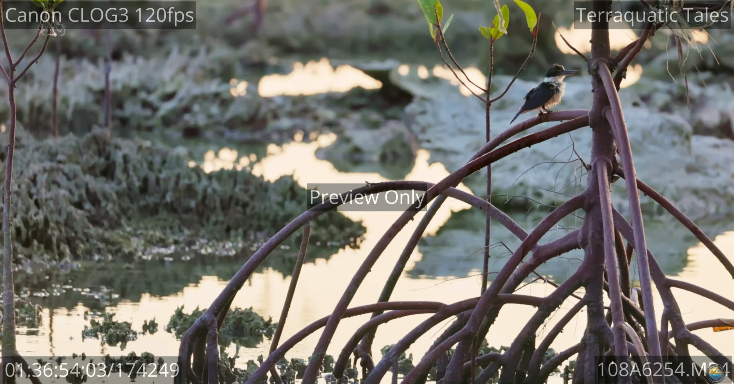 White-collared kingfisher shaking water off its head on a mangrove root at dusk in India.