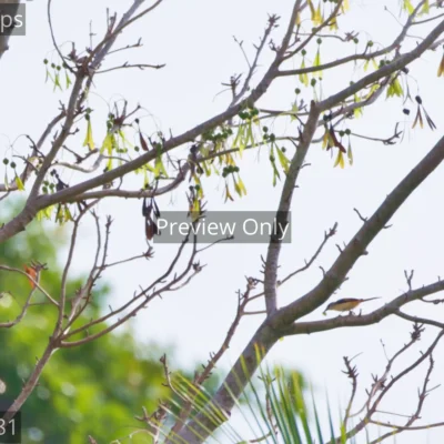 minivet-hunts-helicopter-tree