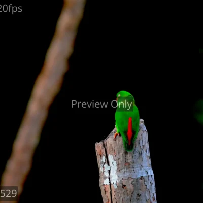 vernal-hanging-parrot-wood
