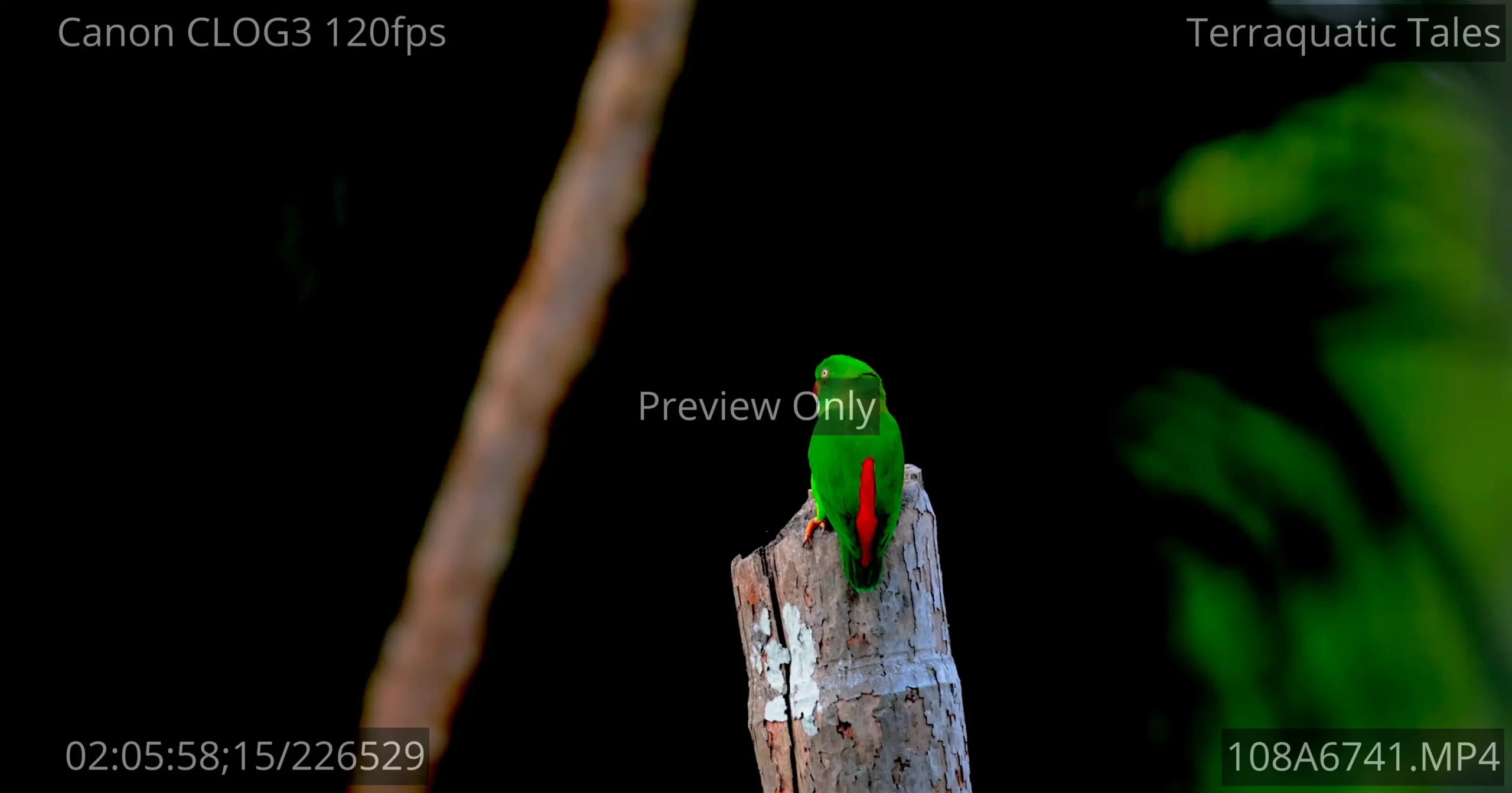 A vibrant vernal hanging parrot perching on a wood stub and looking around in India.