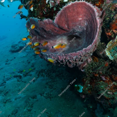 giant-barrel-sponge-over-volcanic-sand-reef-slope-in-bali